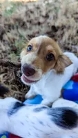 JoJo, a male Miniature Dachshund for sale in Portland, OR – 1 of 10