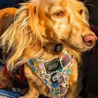Sugar, a female Miniature Dachshund for sale in Portland, OR – Photo 4 of 8