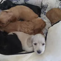 Sugar, a female Miniature Dachshund for sale in Portland, OR – Photo 7 of 8