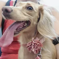 Sugar, a female Miniature Dachshund for sale in Portland, OR – Photo 2 of 8