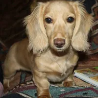 Sugar, a female Miniature Dachshund for sale in Portland, OR – Photo 1 of 8