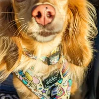 Sugar, a female Miniature Dachshund for sale in Portland, OR – Photo 6 of 8