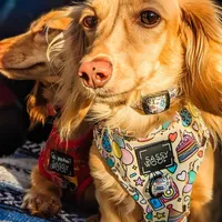 Sugar, a female Miniature Dachshund for sale in Portland, OR – Photo 3 of 8