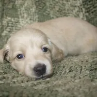 Sugar, a female Miniature Dachshund for sale in Portland, OR – Photo 8 of 8