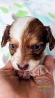 JoJo, a male Miniature Dachshund for sale in Portland, OR – 7 of 9