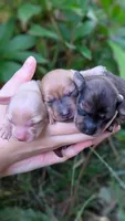 Agate, a male Miniature Dachshund for sale in Portland, OR – 6 of 10