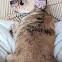 Tigger, a female Chihuahua for sale in Portland, OR – Photo 3 of 3