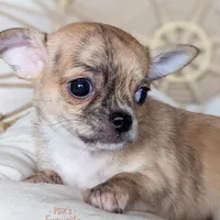 Tigger, a female Chihuahua for sale in Portland, OR – Photo 2 of 3