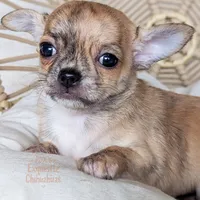 Tigger, a female Chihuahua for sale in Portland, OR – Photo 1 of 3