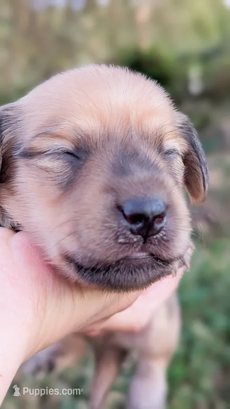 Amber – Miniature Dachshund puppy for sale in Portland, OR