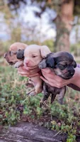 Agate, a male Miniature Dachshund for sale in Portland, OR – 5 of 10