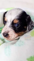 Max Jr, a male Miniature Dachshund for sale in Portland, OR – 2 of 10
