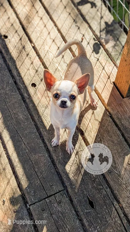 Pinkie Pie – Chihuahua puppy for sale in Portland, OR
