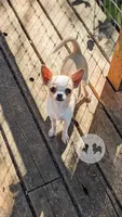 Pinkie Pie, a male Chihuahua for sale in Portland, OR – 1 of 10