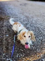 Bentley, a male Miniature Dachshund for sale in Portland, OR – Photo 8 of 10