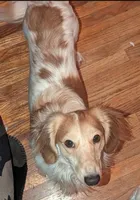 Bentley, a male Miniature Dachshund for sale in Portland, OR – Photo 6 of 10