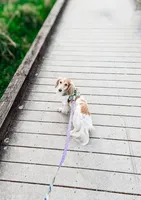 Bentley, a male Miniature Dachshund for sale in Portland, OR – Photo 2 of 10