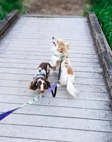 Bentley, a male Miniature Dachshund for sale in Portland, OR – Photo 9 of 10