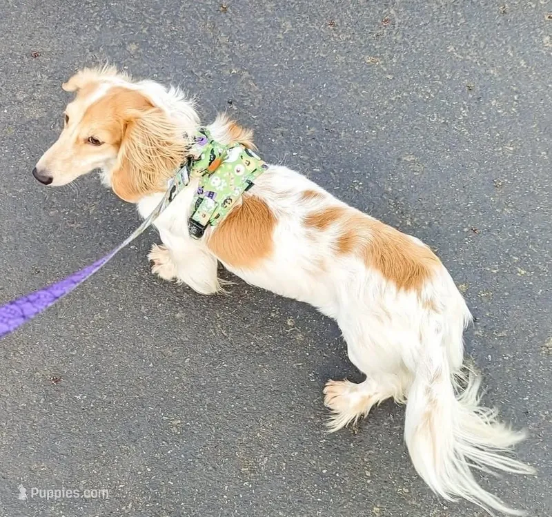 Bentley – Miniature Dachshund puppy for sale in Portland, OR