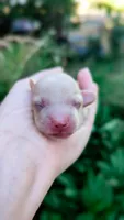 Agate, a male Miniature Dachshund for sale in Portland, OR – 8 of 10