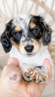 Max Jr, a male Miniature Dachshund for sale in Portland, OR – 1 of 10
