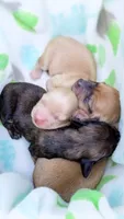Agate, a male Miniature Dachshund for sale in Portland, OR – 10 of 10