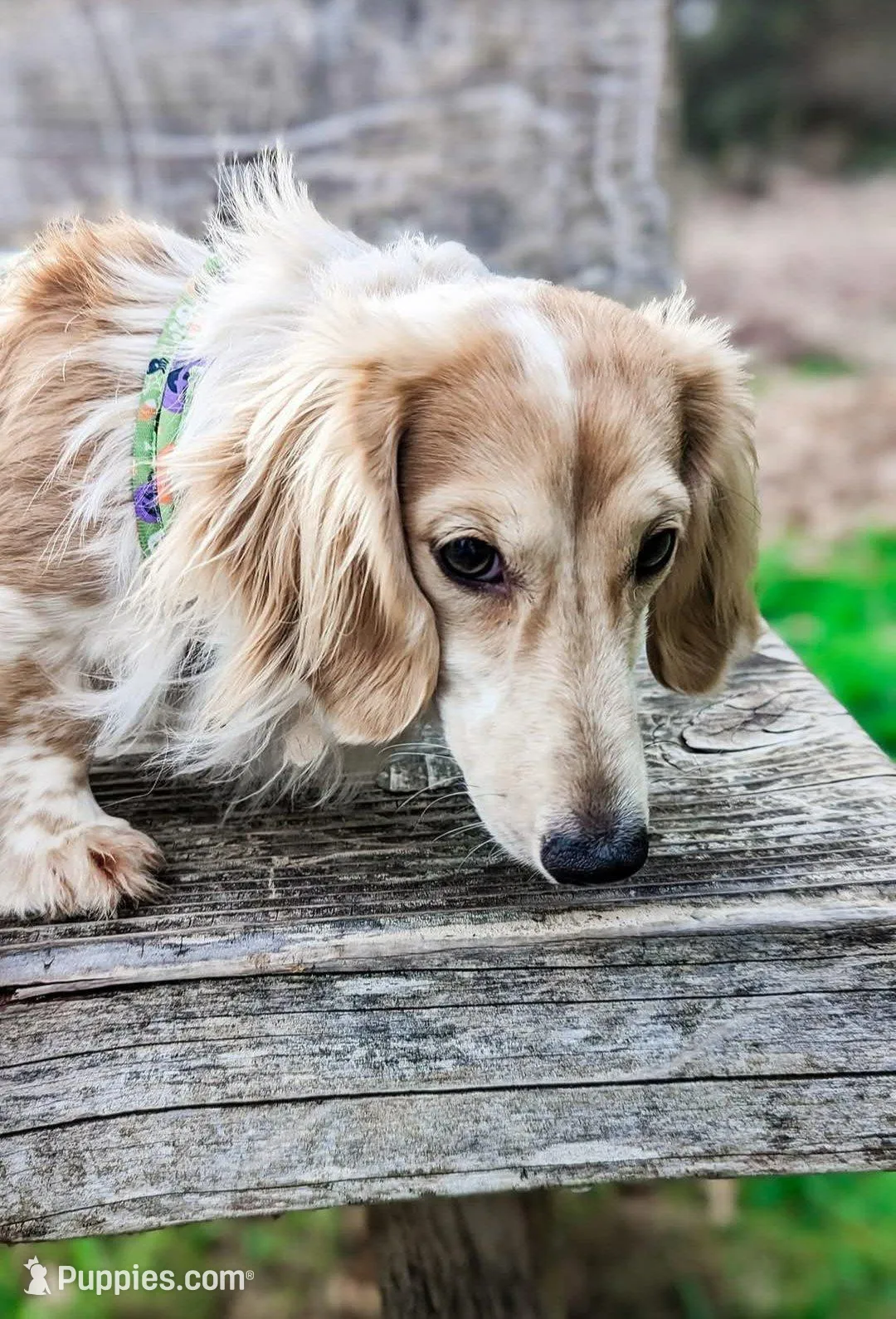 Bentley, a male Miniature Dachshund for sale in Portland, OR – Photo 5 of 10