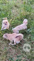 Anna, a female Chihuahua for sale in Portland, OR – 5 of 8