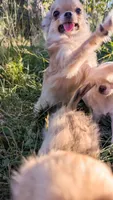 Smore, a male Chihuahua for sale in Portland, OR – 3 of 10
