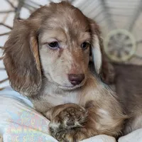 Mozi, a male Miniature Dachshund for sale in Portland, OR – Photo 1 of 10