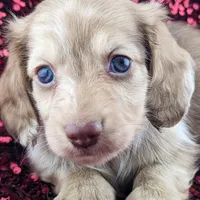 Mozi, a male Miniature Dachshund for sale in Portland, OR – Photo 7 of 10