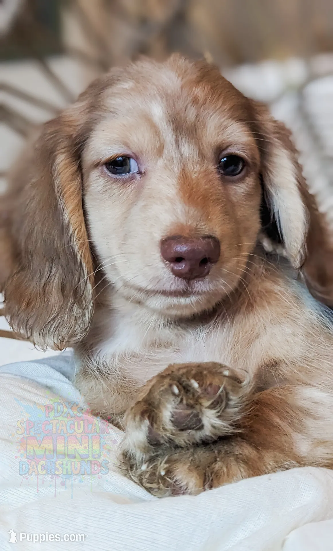 Mozi, a male Miniature Dachshund for sale in Portland, OR – Photo 3 of 10