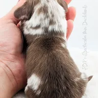 Mozi, a male Miniature Dachshund for sale in Portland, OR – Photo 9 of 10