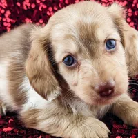 Mozi, a male Miniature Dachshund for sale in Portland, OR – Photo 5 of 10