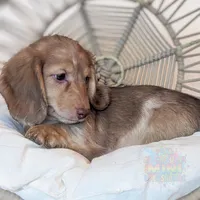 Mozi, a male Miniature Dachshund for sale in Portland, OR – Photo 4 of 10