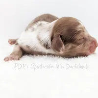 Mozi, a male Miniature Dachshund for sale in Portland, OR – Photo 8 of 10