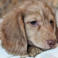 Mozi, a male Miniature Dachshund for sale in Portland, OR – Photo 2 of 10