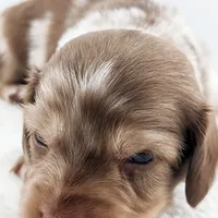 Mozi, a male Miniature Dachshund for sale in Portland, OR – Photo 6 of 10