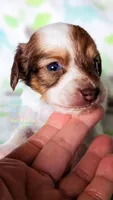 JoJo, a male Miniature Dachshund for sale in Portland, OR – 5 of 9