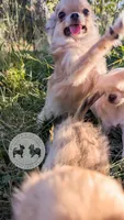 Anna, a female Chihuahua for sale in Portland, OR – 6 of 8