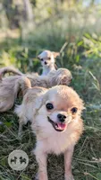 Anna, a female Chihuahua for sale in Portland, OR – 8 of 8