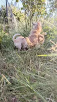 Smore, a male Chihuahua for sale in Portland, OR – 5 of 10