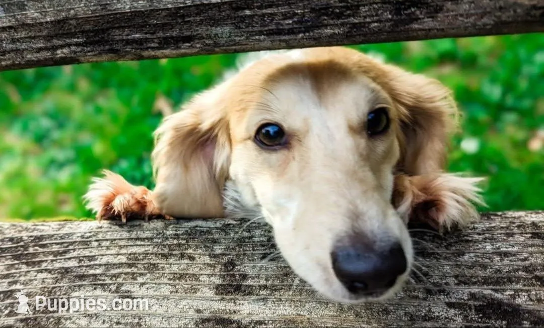 Bentley, a male Miniature Dachshund for sale in Portland, OR – Photo 3 of 10