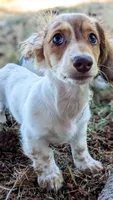 JoJo, a male Miniature Dachshund for sale in Portland, OR – 4 of 10
