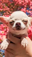 Pikachu, a male Chihuahua for sale in Portland, OR – 4 of 5
