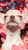 Elsa, a female Chihuahua for sale in Portland, OR – 4 of 7