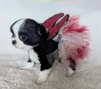 Tiffany, a female Chihuahua for sale in Portland, OR – Photo 4 of 10