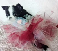 Tiffany, a female Chihuahua for sale in Portland, OR – Photo 3 of 10