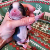 Tiffany, a female Chihuahua for sale in Portland, OR – Photo 7 of 10