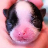 Tiffany, a female Chihuahua for sale in Portland, OR – Photo 9 of 10